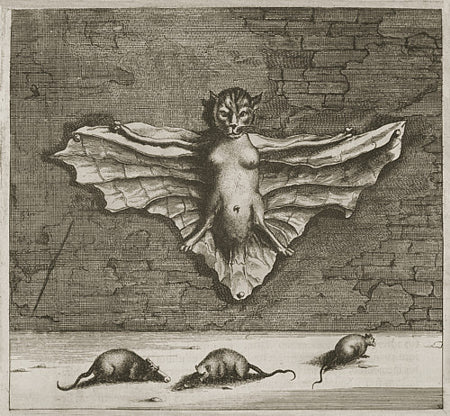 Antique engraving of a flying cat with breasts and bat wings. Fine art print