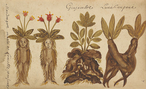 Ginger and Mandrake roots. French botanical painting. Fine art print
