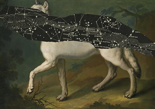 West with the Night. Wolf and stars. Celestial white wolf. Wolves. Dream art. Fine art print