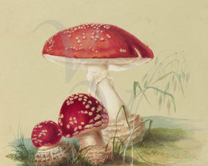 Fly Agaric (Amanita muscaria) mushrooms vintage painting