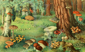 Mushroom Forest. Antique nature illustration with mushrooms