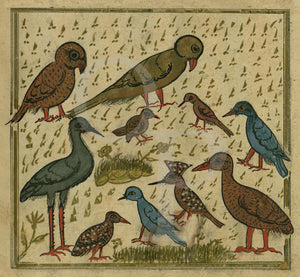 The Meeting of the Birds, paintings from from an Ottoman Turkish manuscript