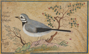 Persian Nightingale painting 