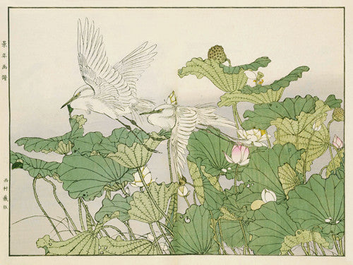 Egrets and Lotuses. Japanese woodblock print by Imao Keinen