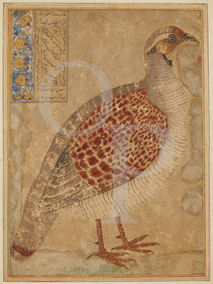 Partridge bird. Antique Persian painting. Iran. Fine art print