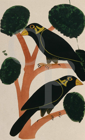 Two crows. Indian, Kalighat, antique bird painting. India. Fine art print