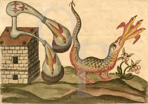 Alchemy dragon from the Clavis Artis