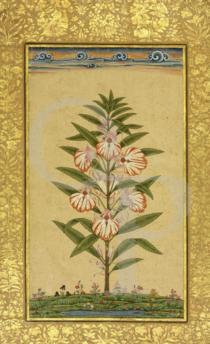 Indian, Deccan painting of a flowering Balsam plant
