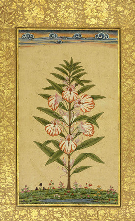 Indian, Deccan painting of a flowering Balsam plant