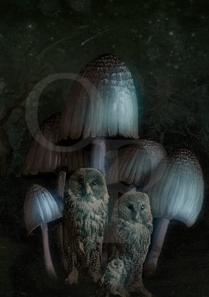 Forest Dwellers. Owls and Mushrooms collage