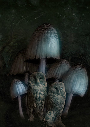 Forest Dwellers. Owls and Mushrooms collage