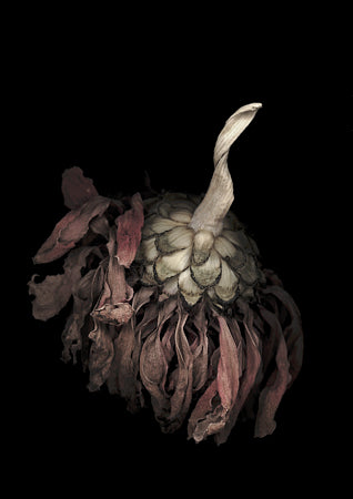 The Ostrich Dancer's Final Call. Original surreal photograph by Opium of the Poets