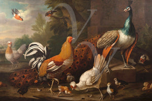 Peacock and Chickens. Antique Painting. Fine Art Print