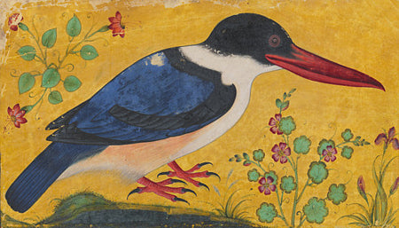 Kingfisher. Antique Indian painting. Fine art print