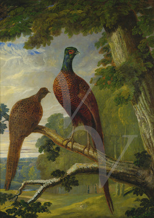 Two pheasants Victorian painting. Fine art print