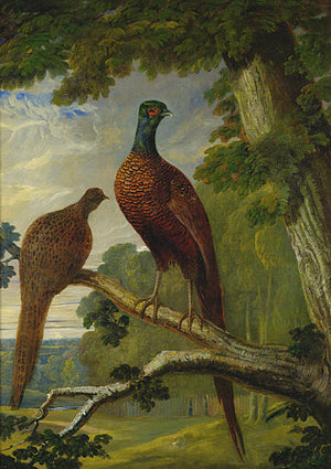 Two pheasants Victorian painting. Fine art print