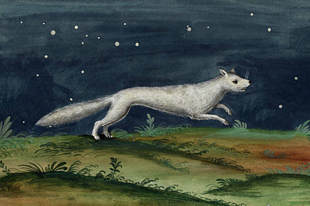White Fox, Starry Night fine art print 