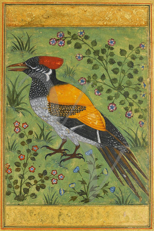 Mughal painting of a Woodpecker. Indian fine art print 