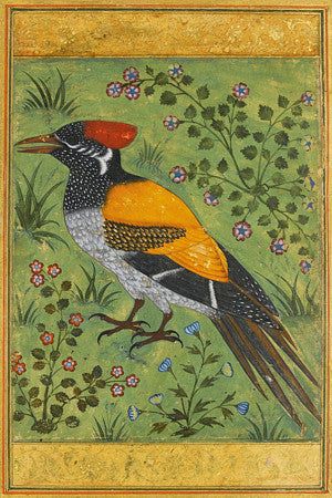 Mughal painting of a Woodpecker. Indian fine art print 