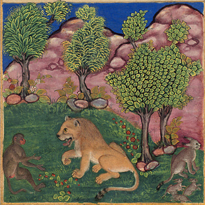 The Monkey and the Lion. Persian / Indian Illustration. Fine Art Print ...