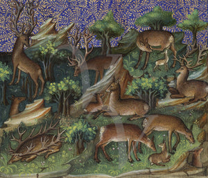 Medieval deer and stags in a forest. Fine art print