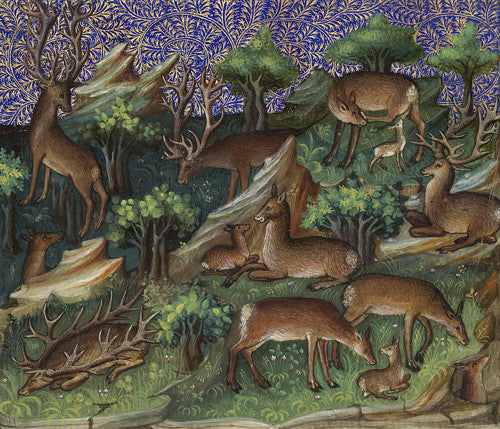 Deer and Stags in a forest from the page a Medieval French illuminated manuscript