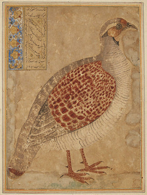 Partridge bird. Antique Persian painting. Fine art print