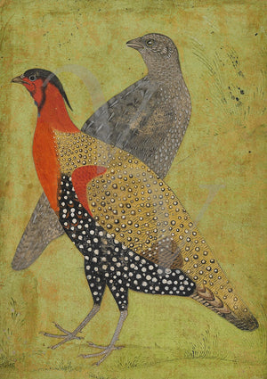 Indian Mughal painting of two pheasants. Fine art print