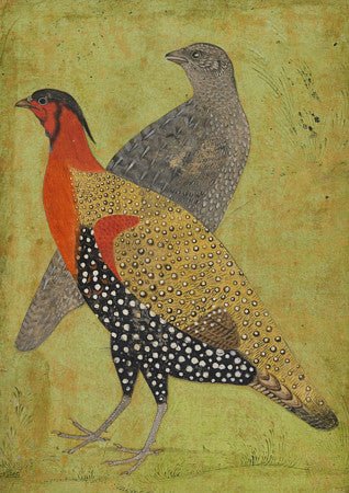 Pheasants. Mughal painting. Indian birds. Fine art print
