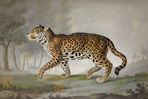 Panther. Antique Painting. Fine Art Print 