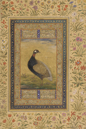 Black Partridge. Indian Mughal painting. Fine art print 