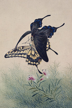 Korean butterfly painting. Fine art print 