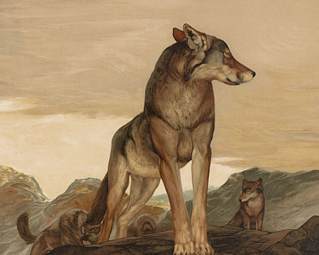 Akela the Lone Wolf from Rudyard Kipling's Jungle Book. Fine art print