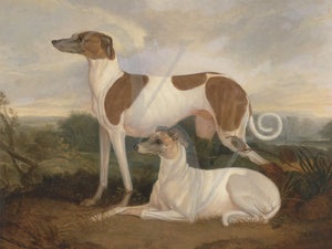 Antique greyhound painting by Charles Hancock. Fine art print