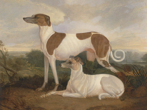 Two Greyhounds in a Landscape by Charles Hancock. Fine art print