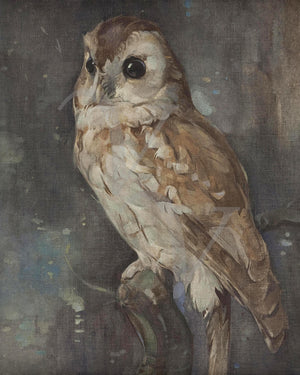 Vintage painting of a Barn Owl. Fine art print