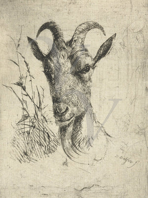 Antique etching of a goat. Fine art print