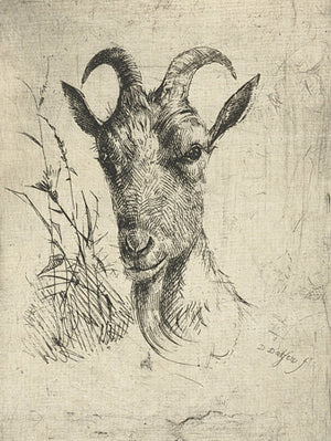 Etching of a goat's head. Fine art print