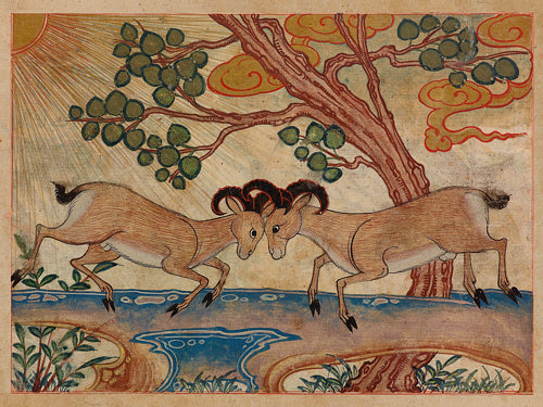 Mountain rams fighting. Persian animal illustration. Fine art print