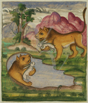 The evil lion sees his reflection. Painting from a Persian book of fables. Fine art print