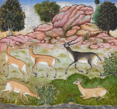 Mughal painting of antelope by a stream. Fine Art Print 