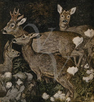 Forest deer vintage illustration. Fine art print 