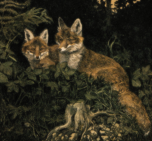 Vintage Illustration of two foxes in the forest. Fine art print
