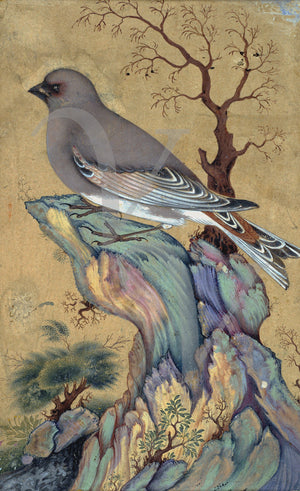 Persian, Safavid painting of a Desert Finch. Fine art print