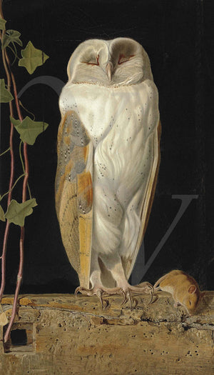 The White Owl by James Webbe. Antique bird painting. Fine art print