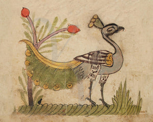 Peacock painting from Abrabic manuscript