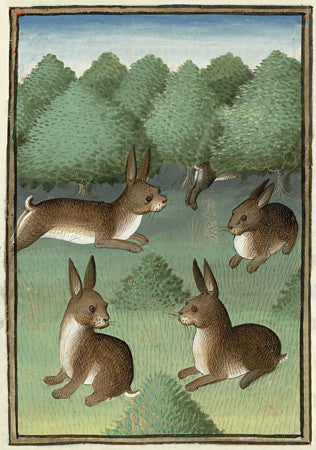 Painting of wild rabbits from a Medieval manuscript 