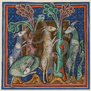 Medieval manuscript painting of goats