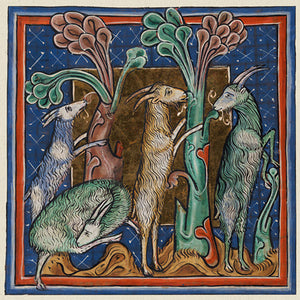 Medieval manuscript painting of goats 