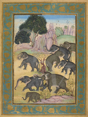 A herd of elephants. Indo-Persian painting